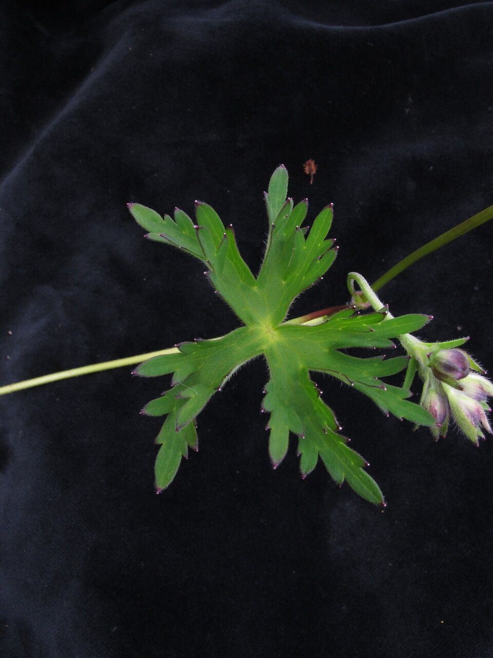 Delphinium vestitum leaf