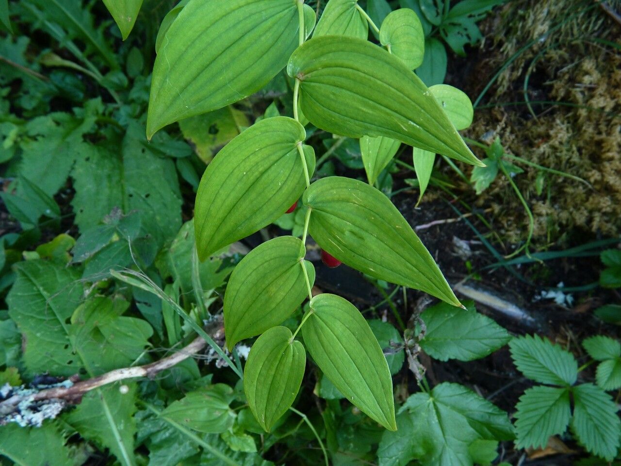 Streptopus amplexifolius — search result for 'Liliaceae'