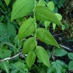 Streptopus amplexifolius