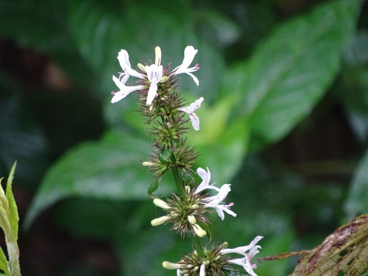 Hypoestes aristata flower