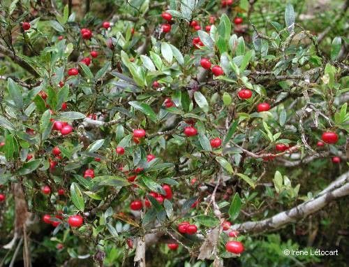 Syzygium rivulare habit