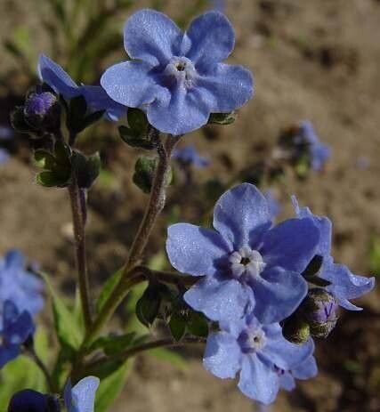 Eritrichium canum flower