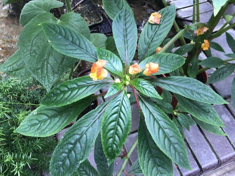 Impatiens auricoma — search result for 'Impatiens'