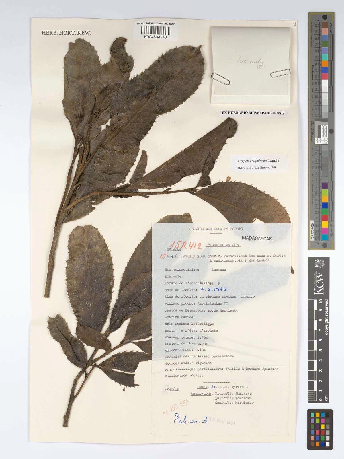 Drypetes stipulacea — houseplant care guide