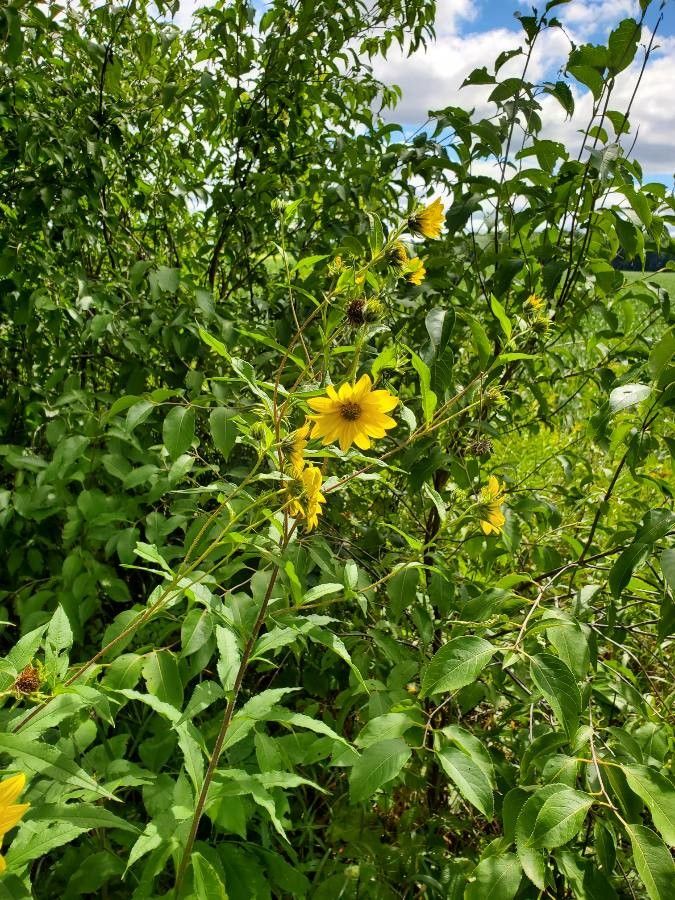 Helianthus grosseserratus habit
