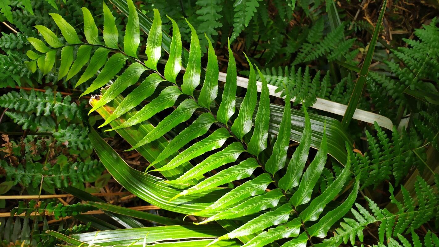 Asplenium nitens — houseplant care guide