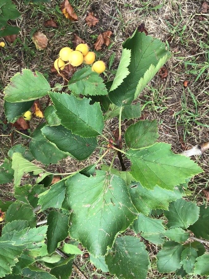 Crataegus pennsylvanica — search result for 'Crataegus'