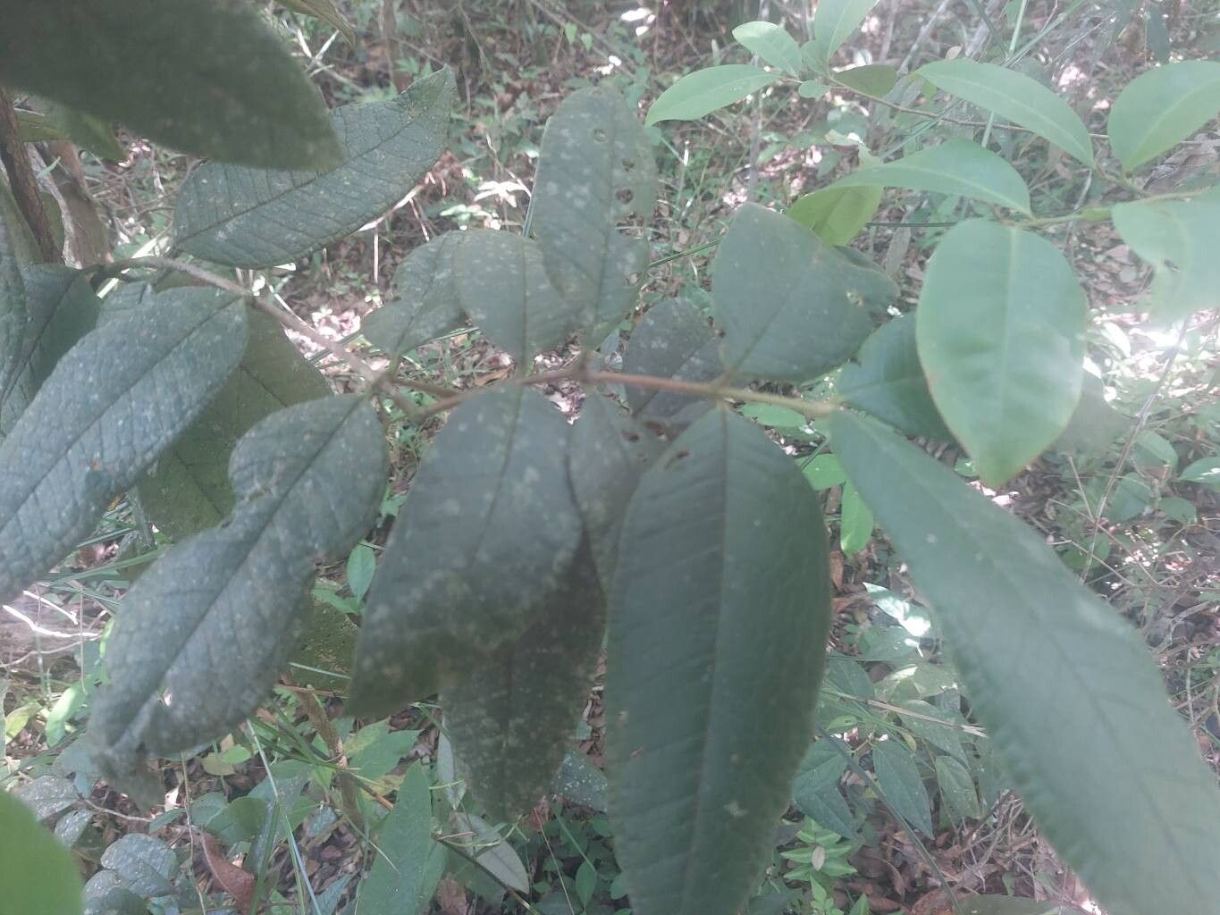 Myrcia hebepetala — houseplant care guide