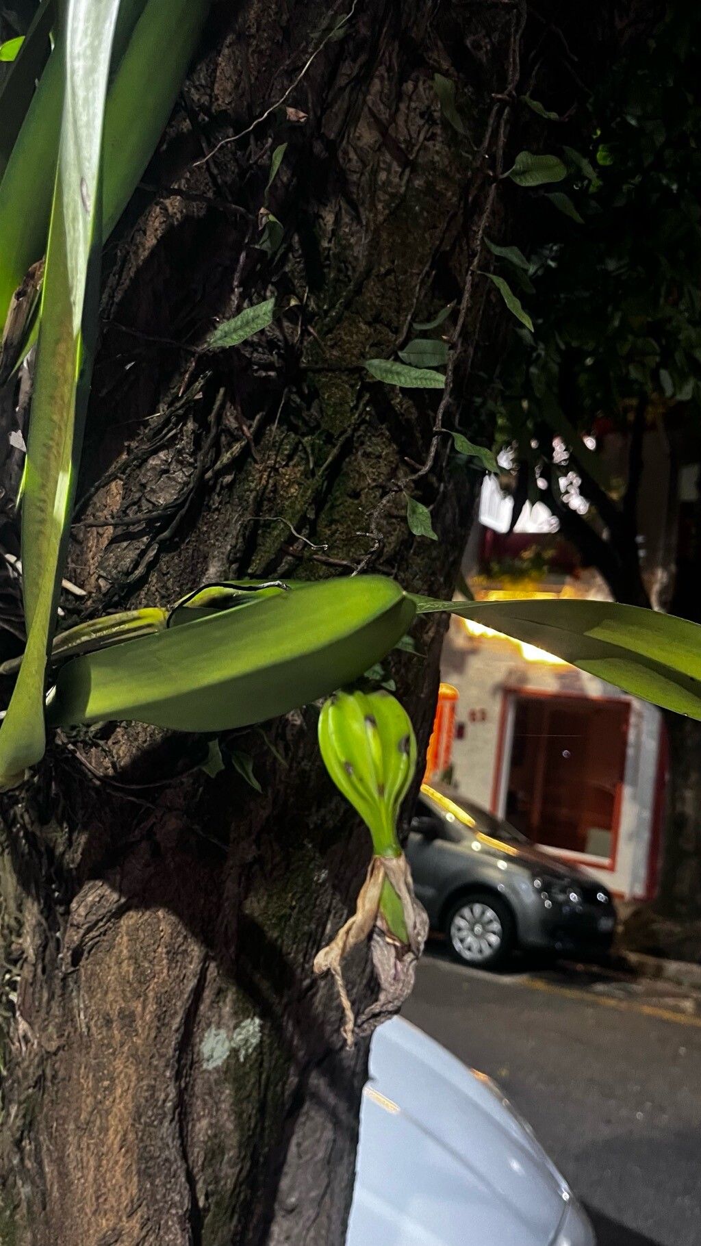 Prosthechea aemula leaf
