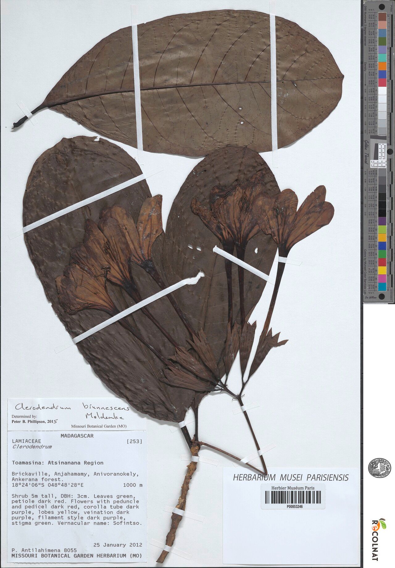 Clerodendrum brunnescens — houseplant care guide