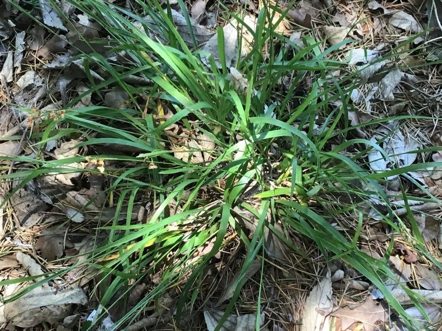 Luzula forsteri — search result for 'Juncaceae'