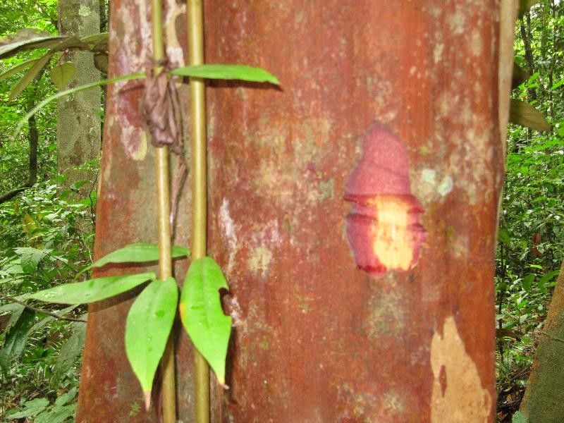 Myrcia amazonica other