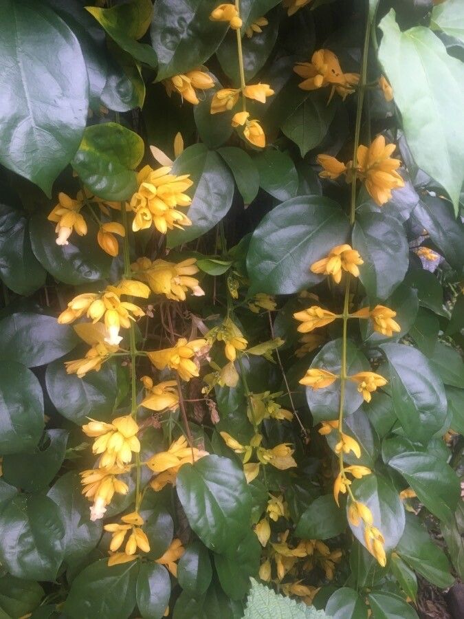 Petraeovitex bambusetorum flower