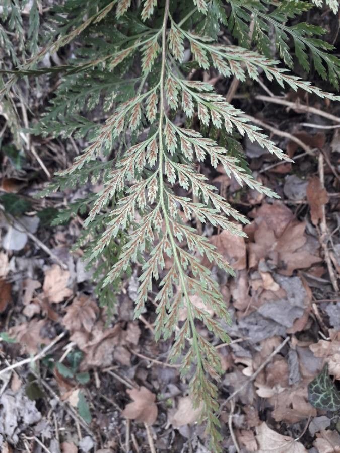 Asplenium adiantum-nigrum leaf