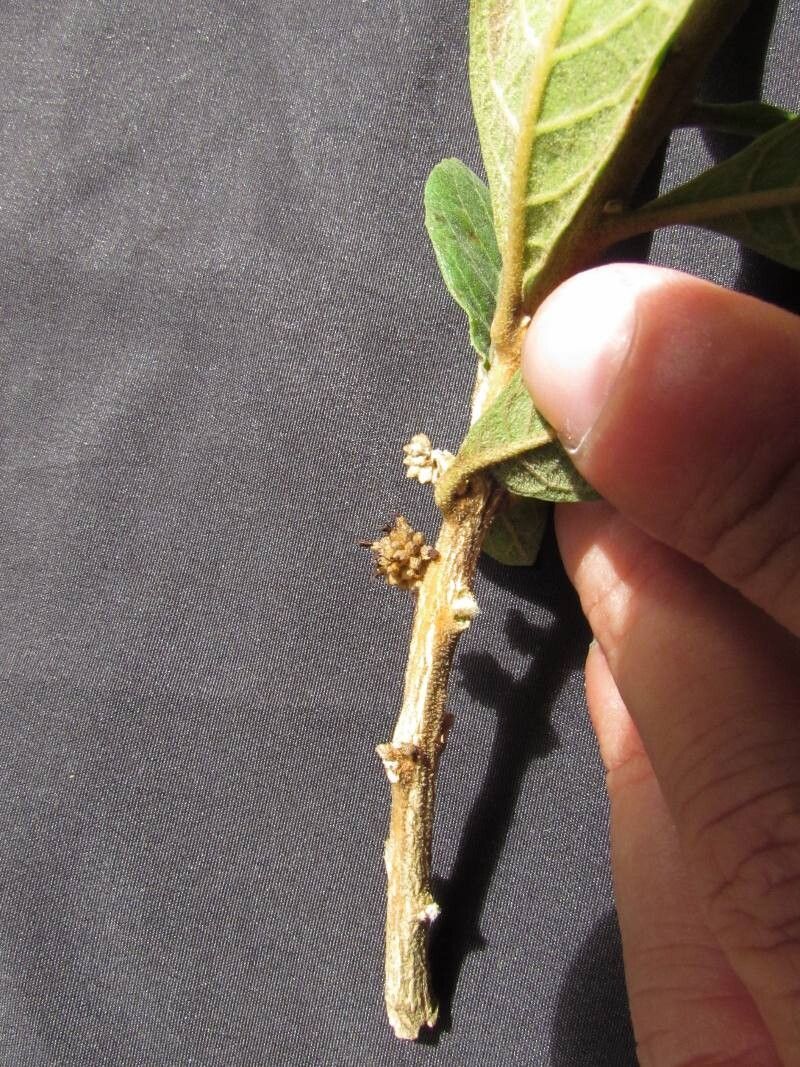 Aegiphila verticillata fruit