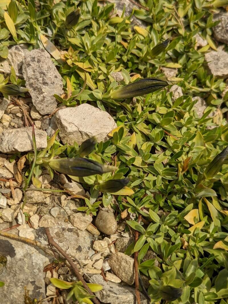 Gentiana dinarica leaf
