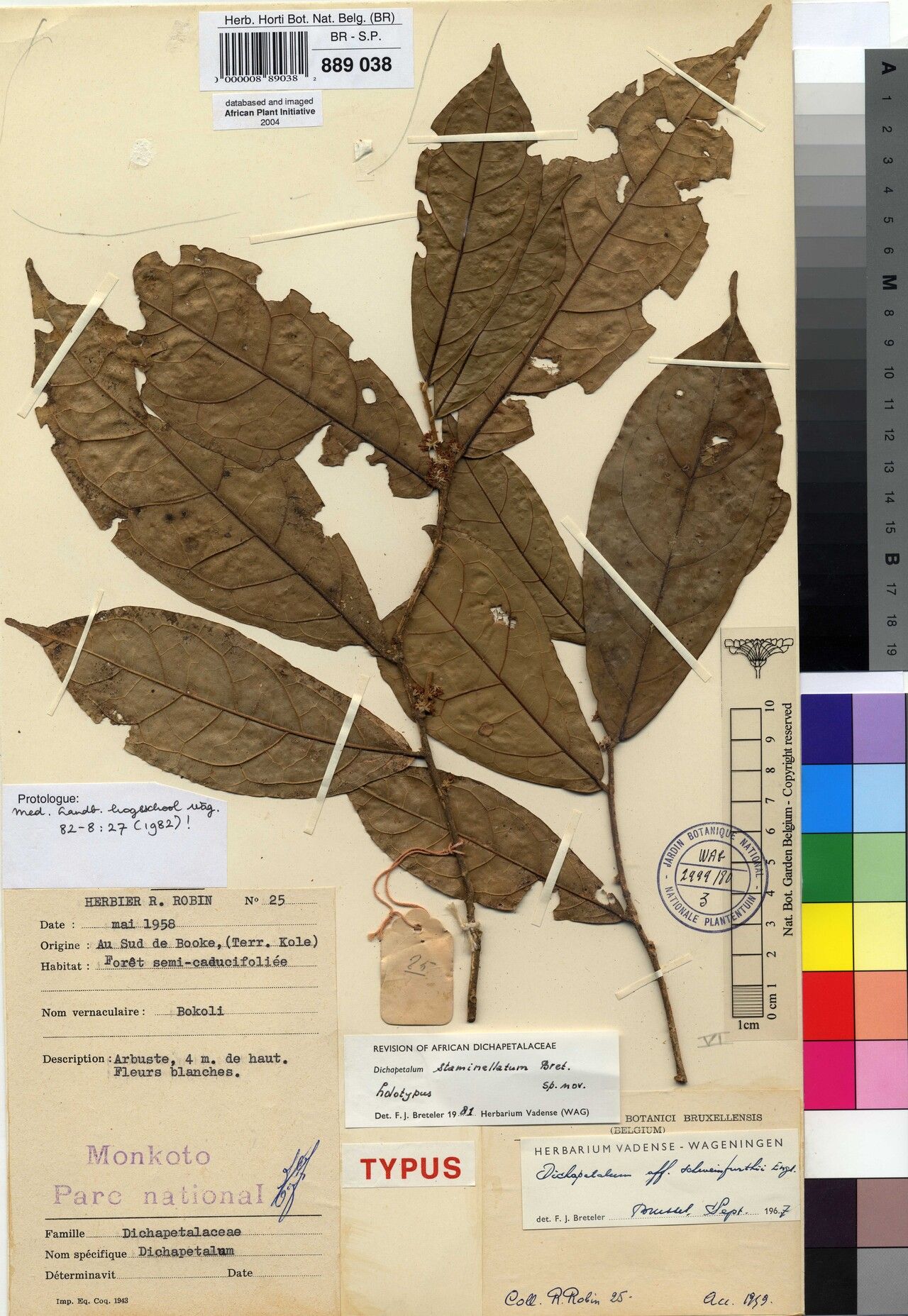 Dichapetalum staminellatum — houseplant care guide