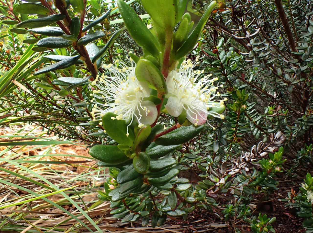 Myrtastrum rufopunctatum — houseplant care guide