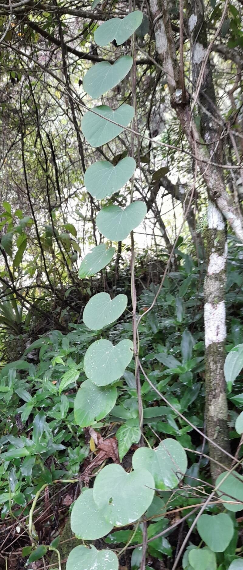 Cissampelos pareira habit