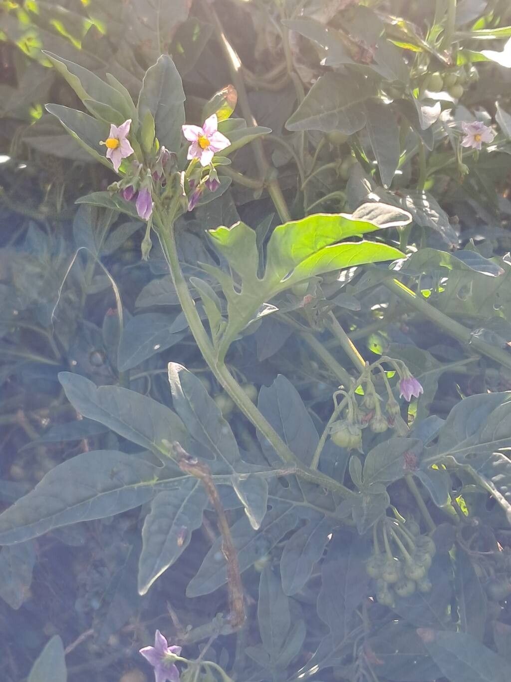 Solanum radicans — houseplant care guide