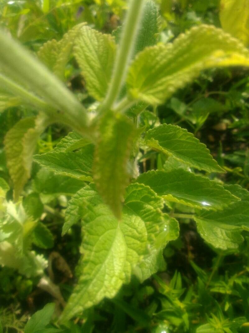 Salvia miltiorrhiza leaf