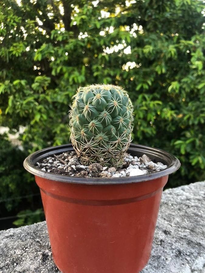 Coryphantha ramillosa — search result for 'Phoenix'