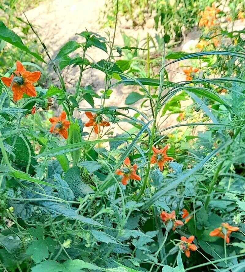 Caiophora lateritia habit