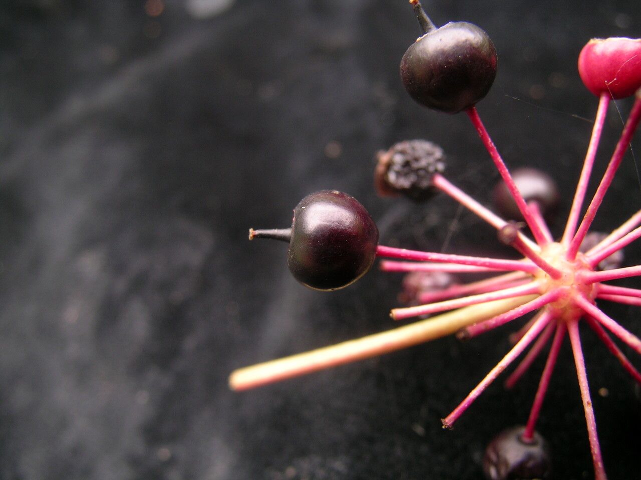 Aralia leschenaultii fruit