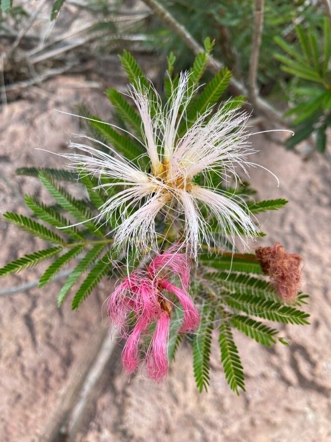 Calliandra parvifolia flower
