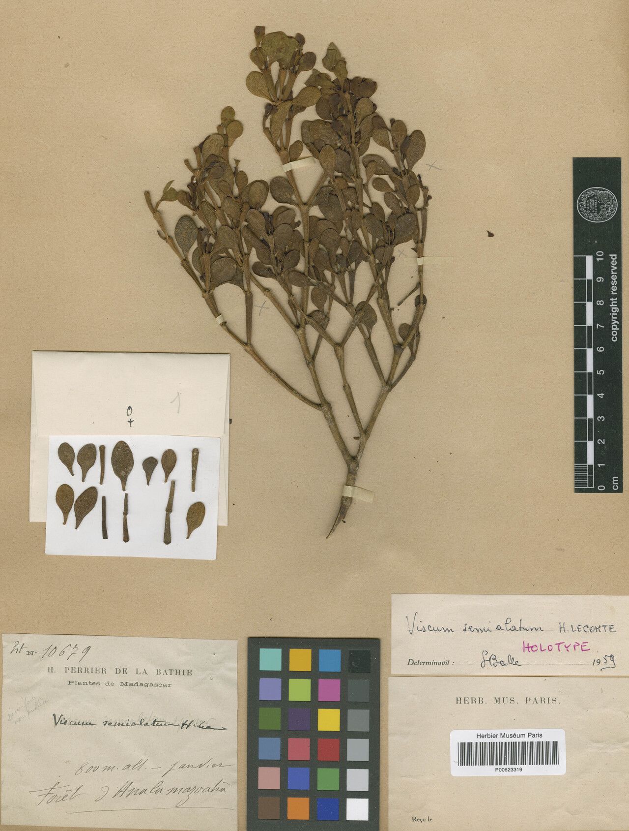 Viscum semialatum — houseplant care guide