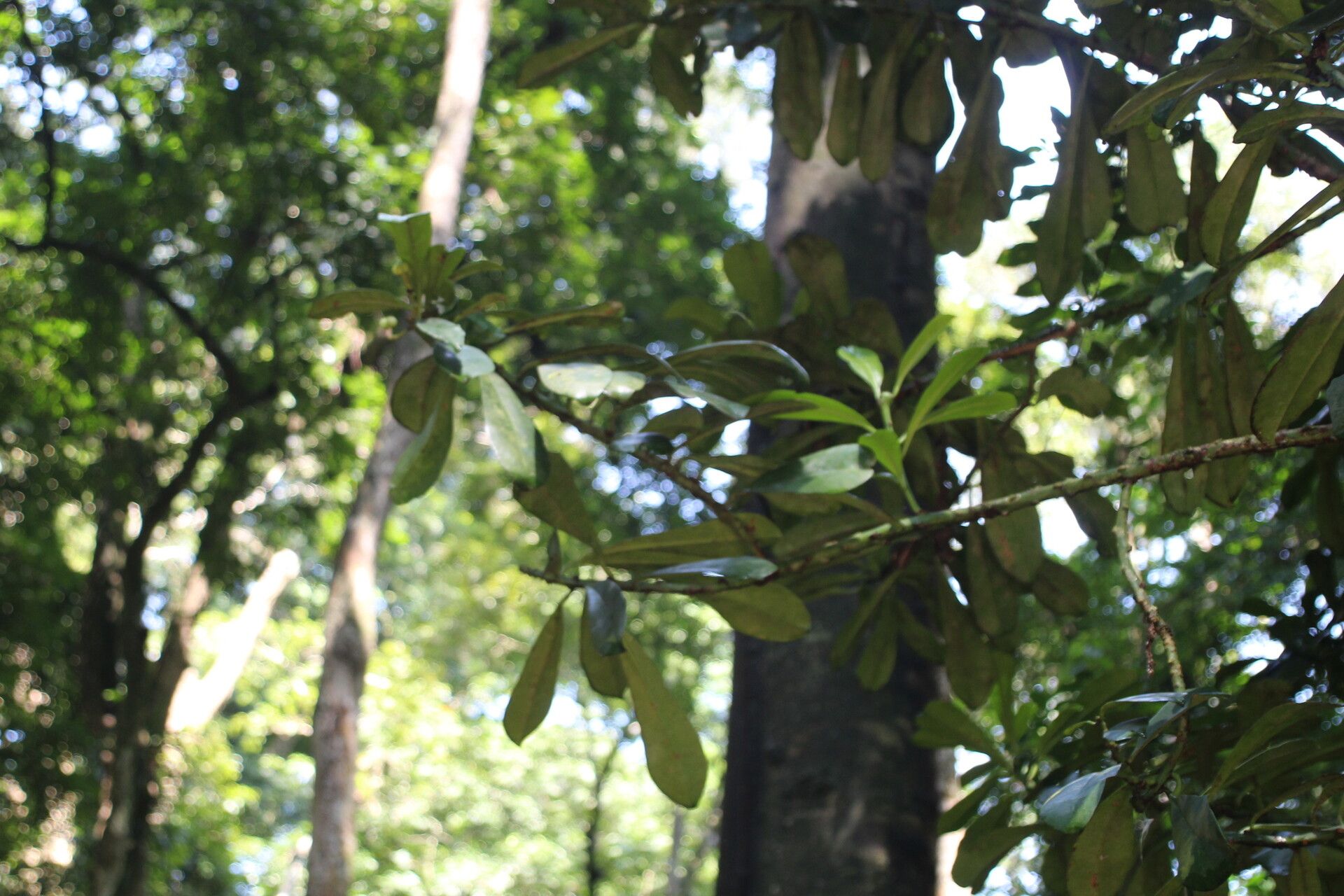 Euphorbia teke habit