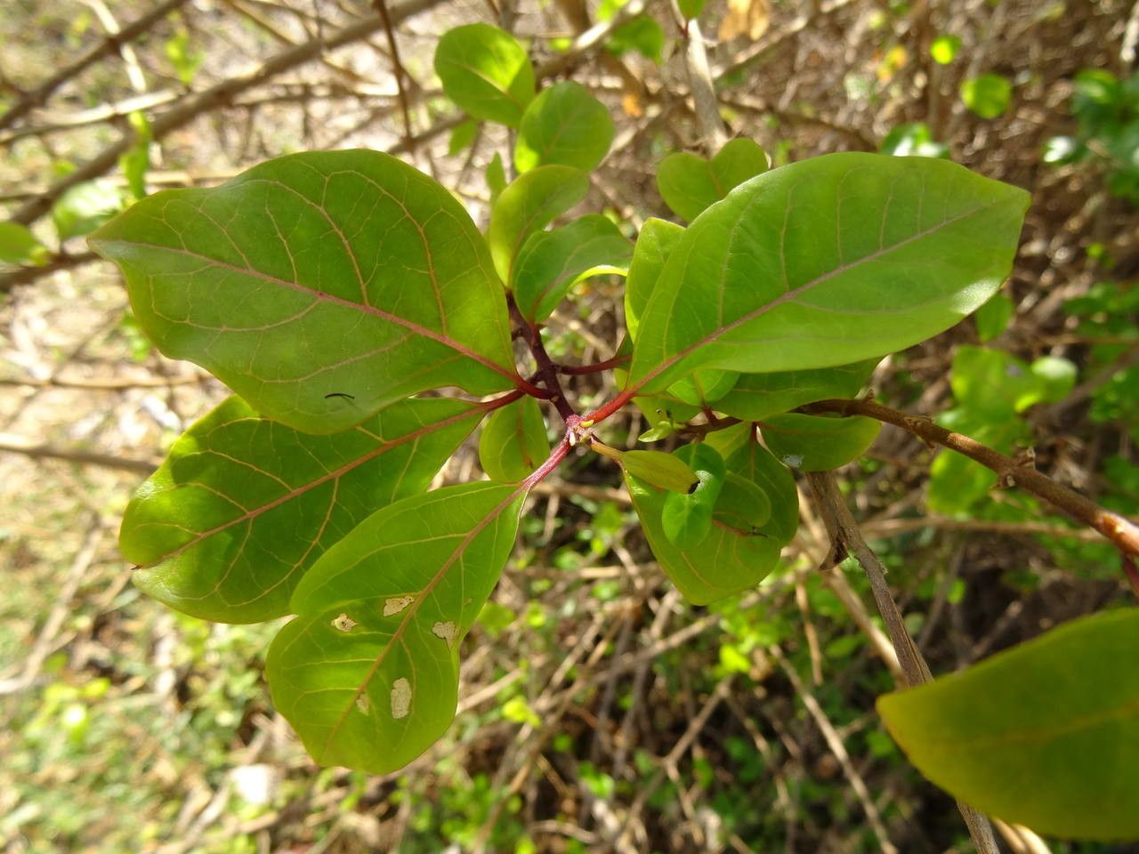 Clerodendrum aculeatum