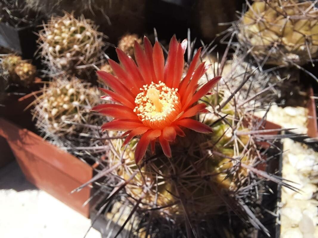 Parodia spp. — houseplant care guide