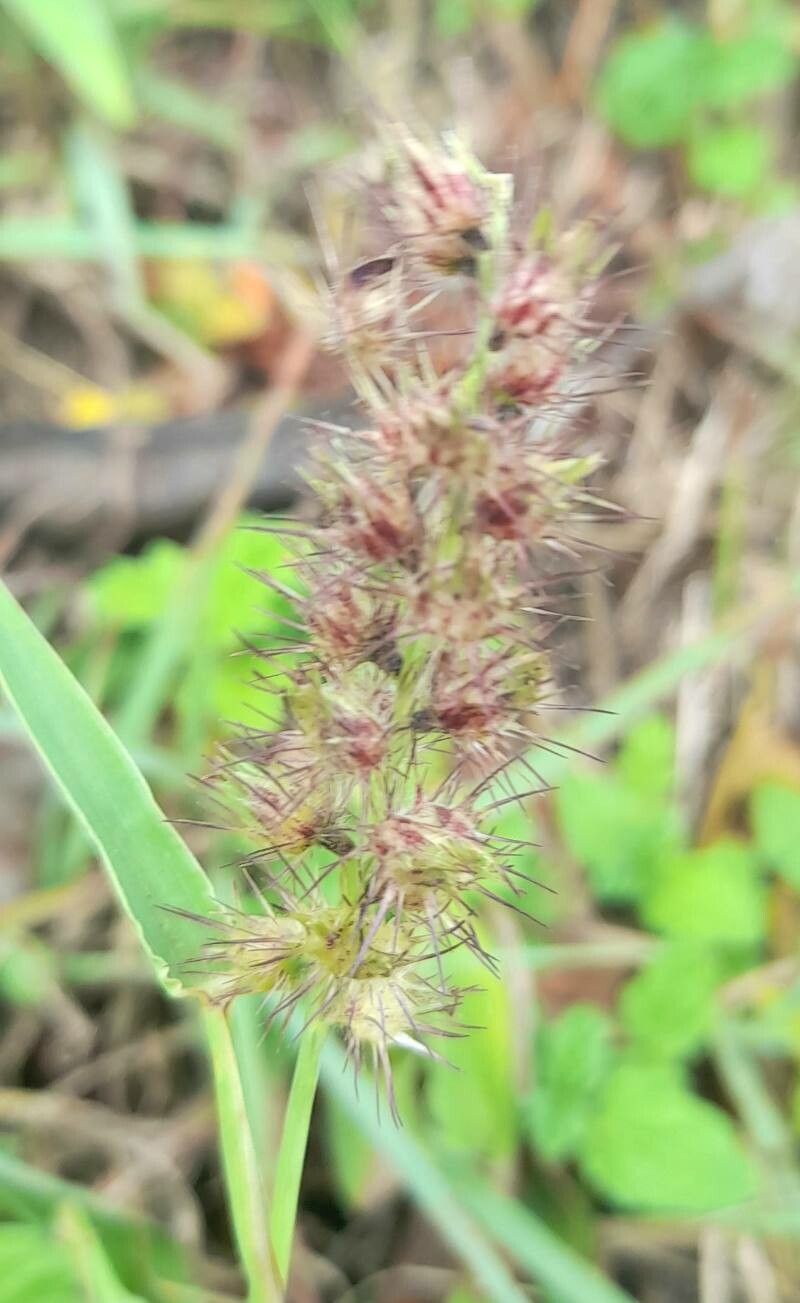 Cenchrus echinatus flower