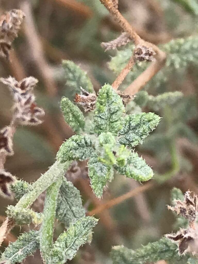 Heliotropium bacciferum leaf