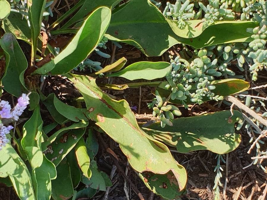 Limonium vulgare leaf