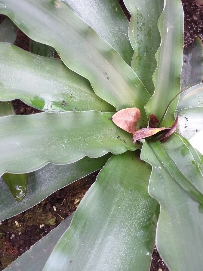 Nidularium innocentii — houseplant care guide