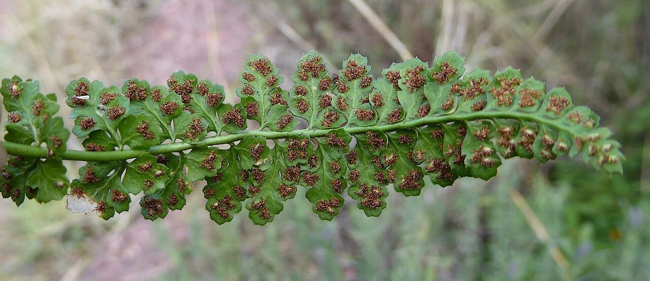 Asplenium foreziense fruit