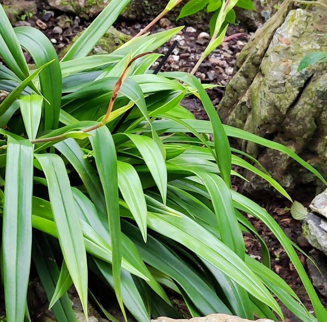 Phragmipedium schlimii — houseplant care guide