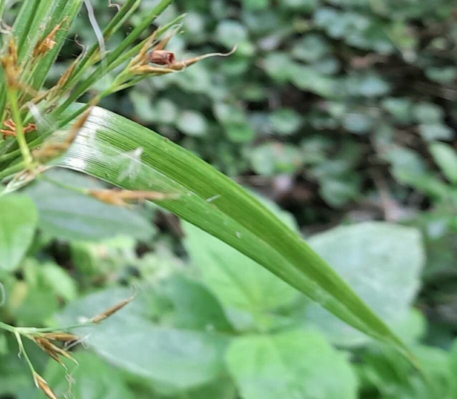 Rhynchospora corymbosa leaf
