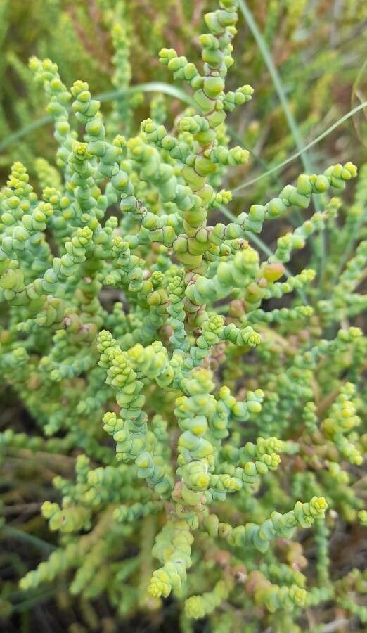 Allenrolfea patagonica leaf