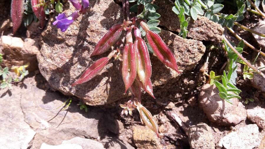 Oxytropis montana fruit
