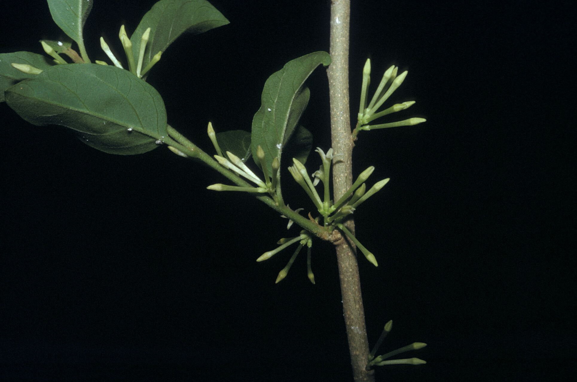 Cestrum latifolium bark