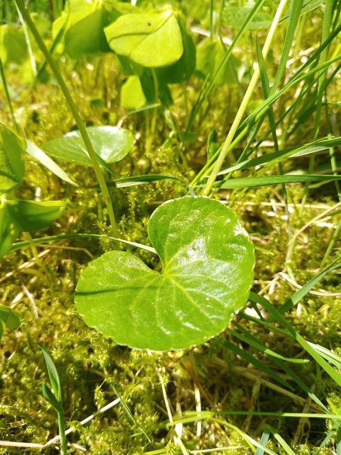 Viola palustris leaf