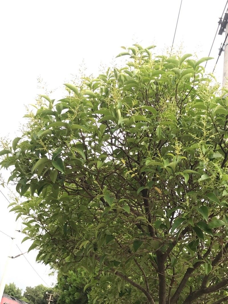 Elaeocarpus rotundifolius — houseplant care guide