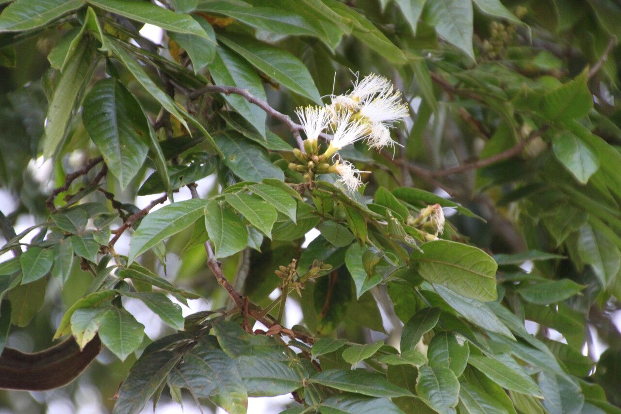 Inga densiflora — search result for 'Inga'