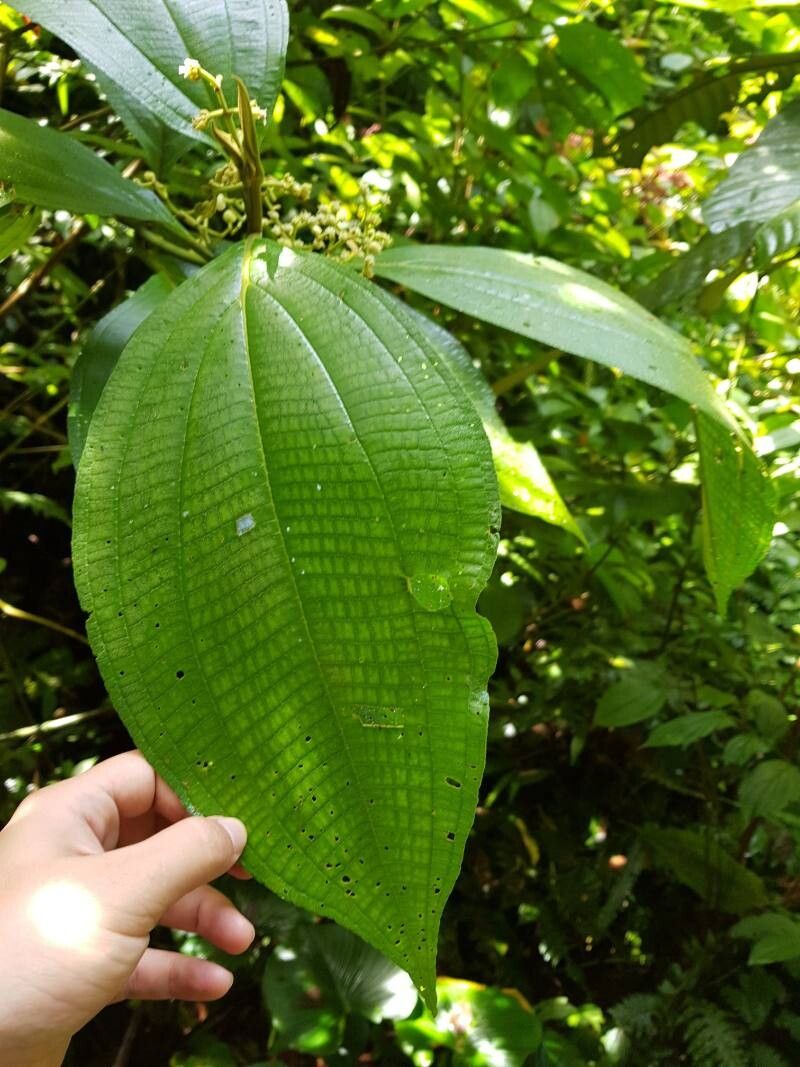 Miconia albertobrenesii — related species from the same genus