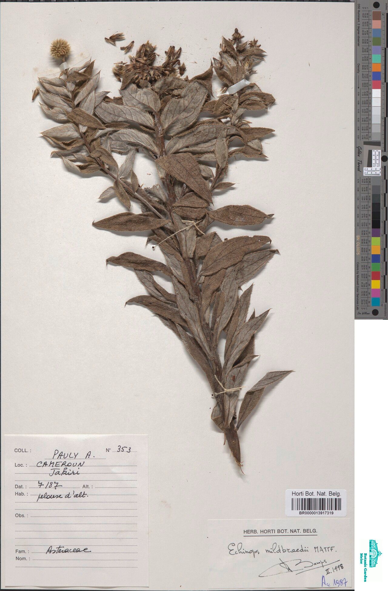 Echinops mildbraedii — search result for 'Echinops'