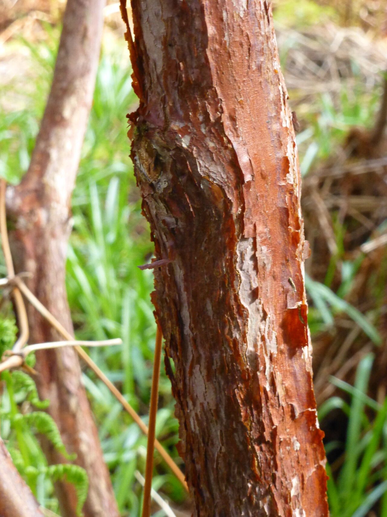 Rhododendron sherriffii bark