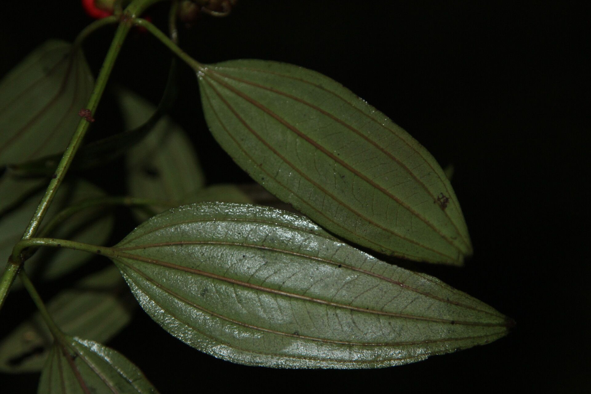 Tristemma oreophilum — houseplant care guide